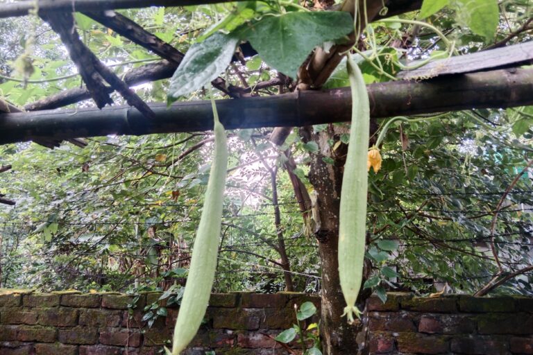 Sponge Gourd Farming Profit Per Acre