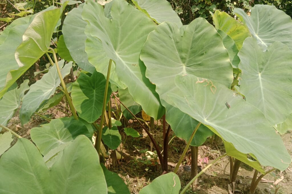 Arum Arvi Farming Profit Per Acre