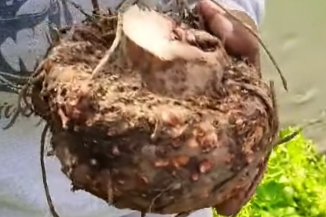 Elephant Foot Yam Farming Profit Per Acre