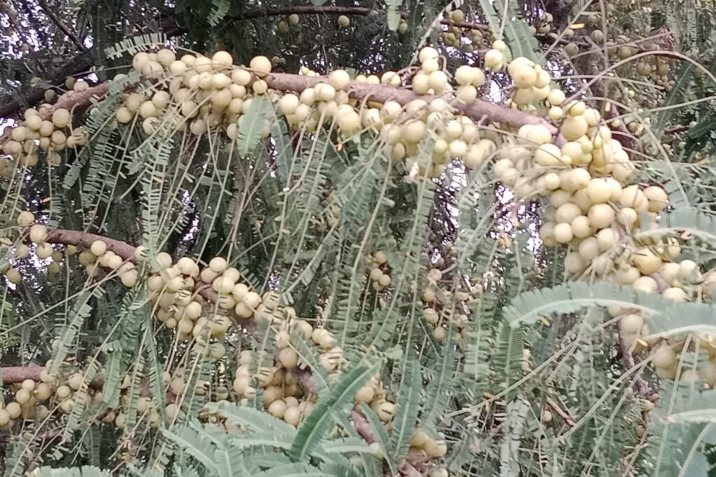 Amla Farming Profit Per Acre