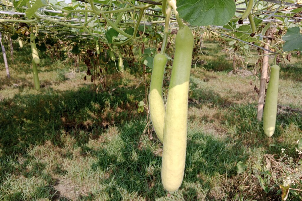 Bottle Gourd Farming Profit Per Acre