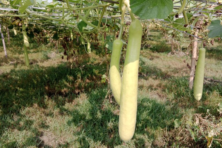 Bottle Gourd Farming Profit Per Acre