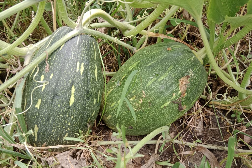 Pumpkin Farming Profit Per Acre