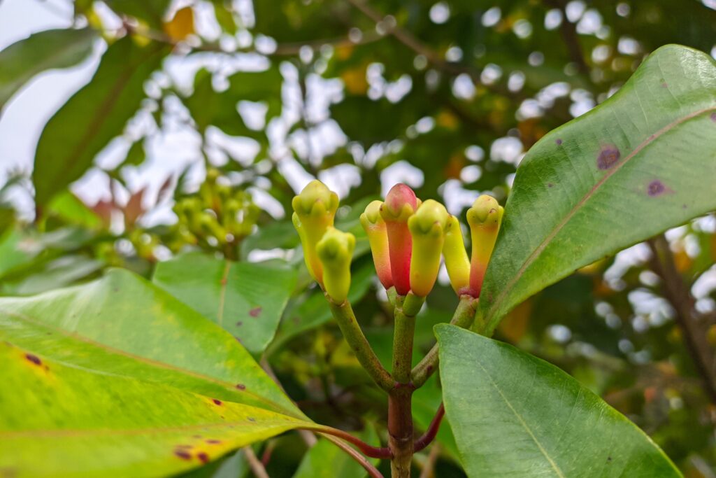 Clove Farming Profit Per Acre