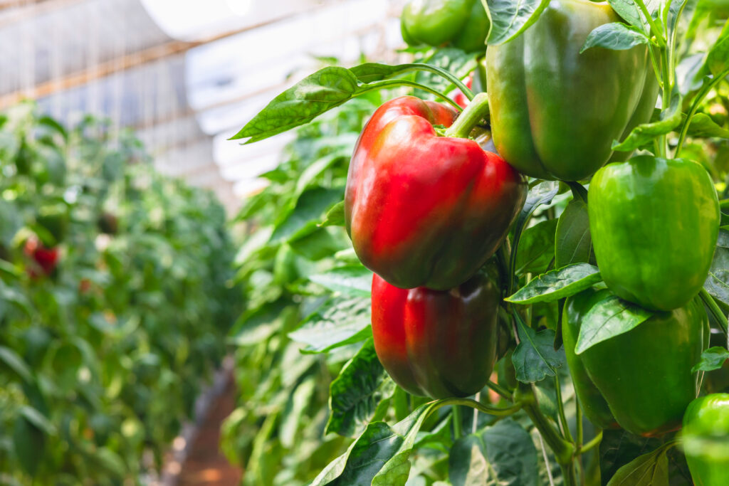 Capsicum Farming Profit Per Acre