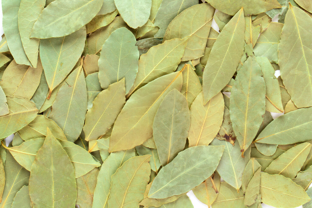 Bay Leaf Farming Profit Per Acre