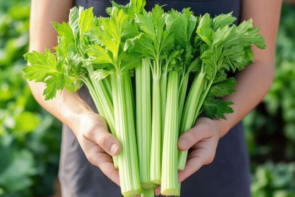 Celery Farming Profit Per Acre