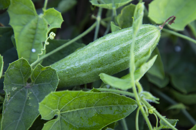 Pointed Gourd Farming Profit Per Acre