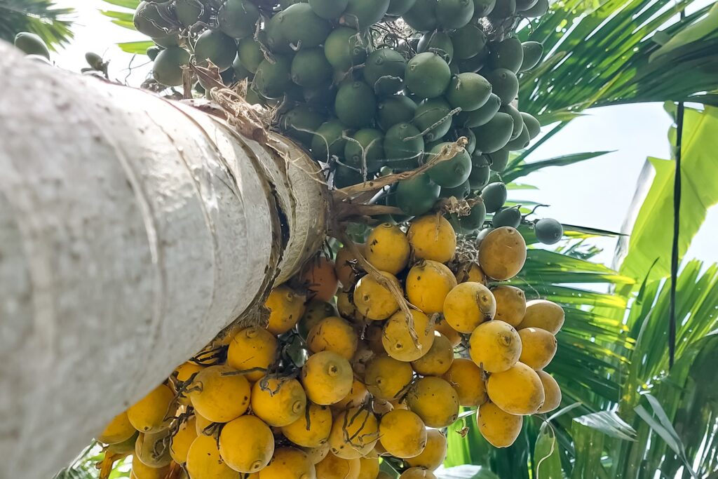 Arecanut Farming Profit Per Acre