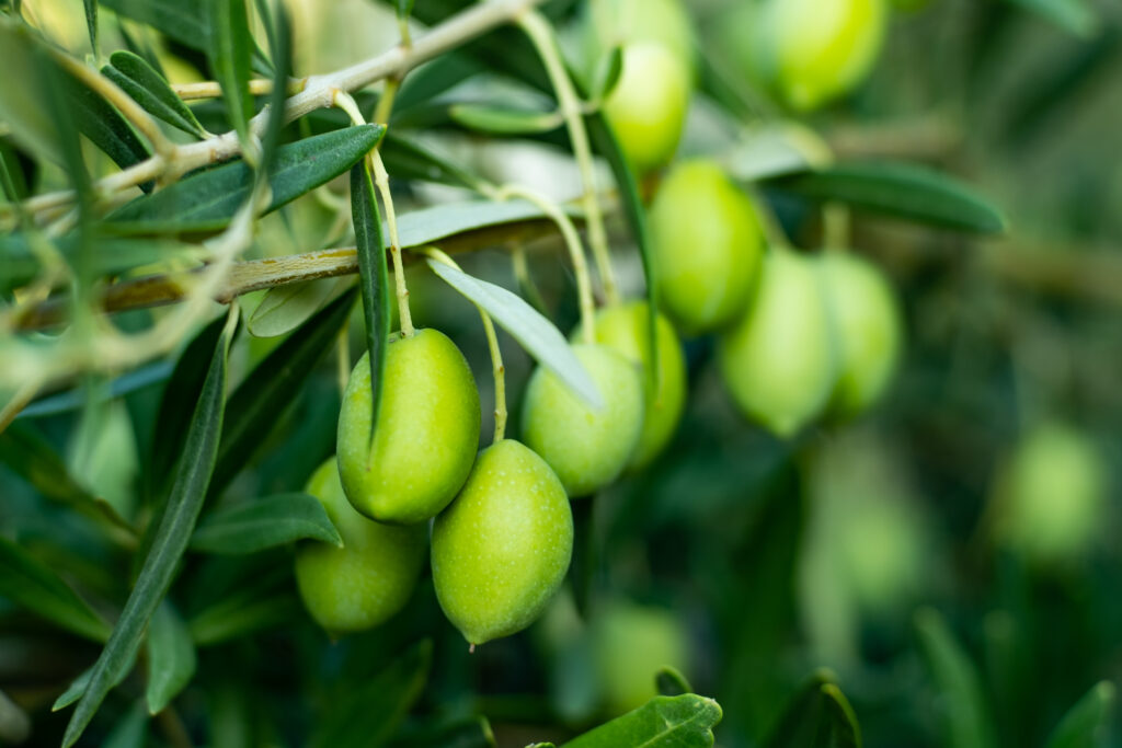 Olive Farming Profit Per Acre