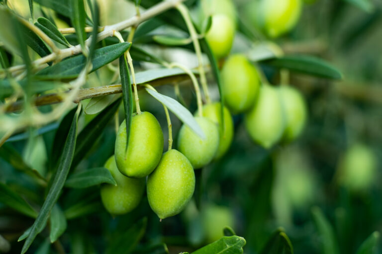 Olive Farming Profit Per Acre
