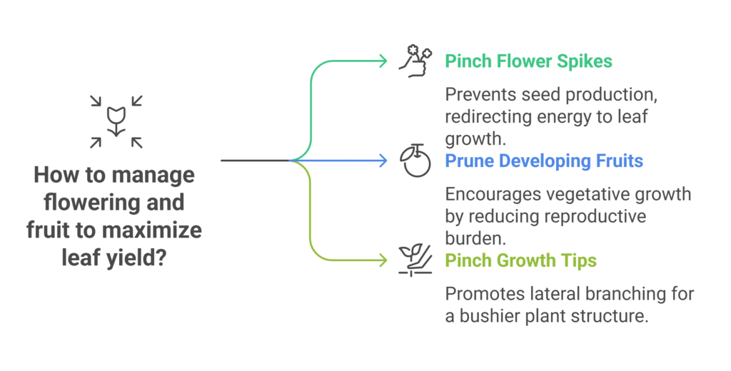 Betel Leaf Farming Profit Per Acre