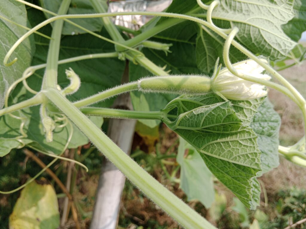 Bottle Gourd Farming Profit Per Acre