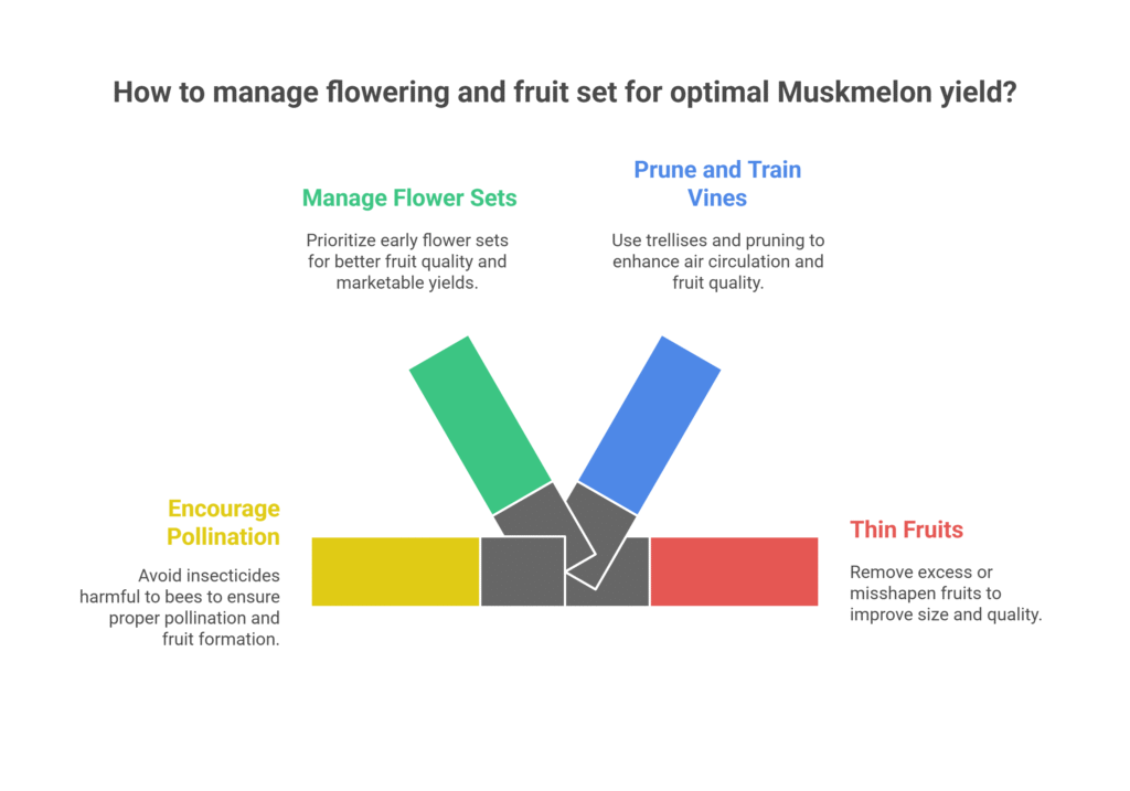 Muskmelon Farming Profit Per Acre