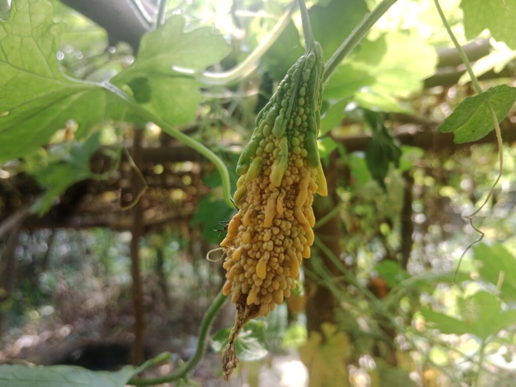 Bitter Gourd Farming Profit Per Acre
