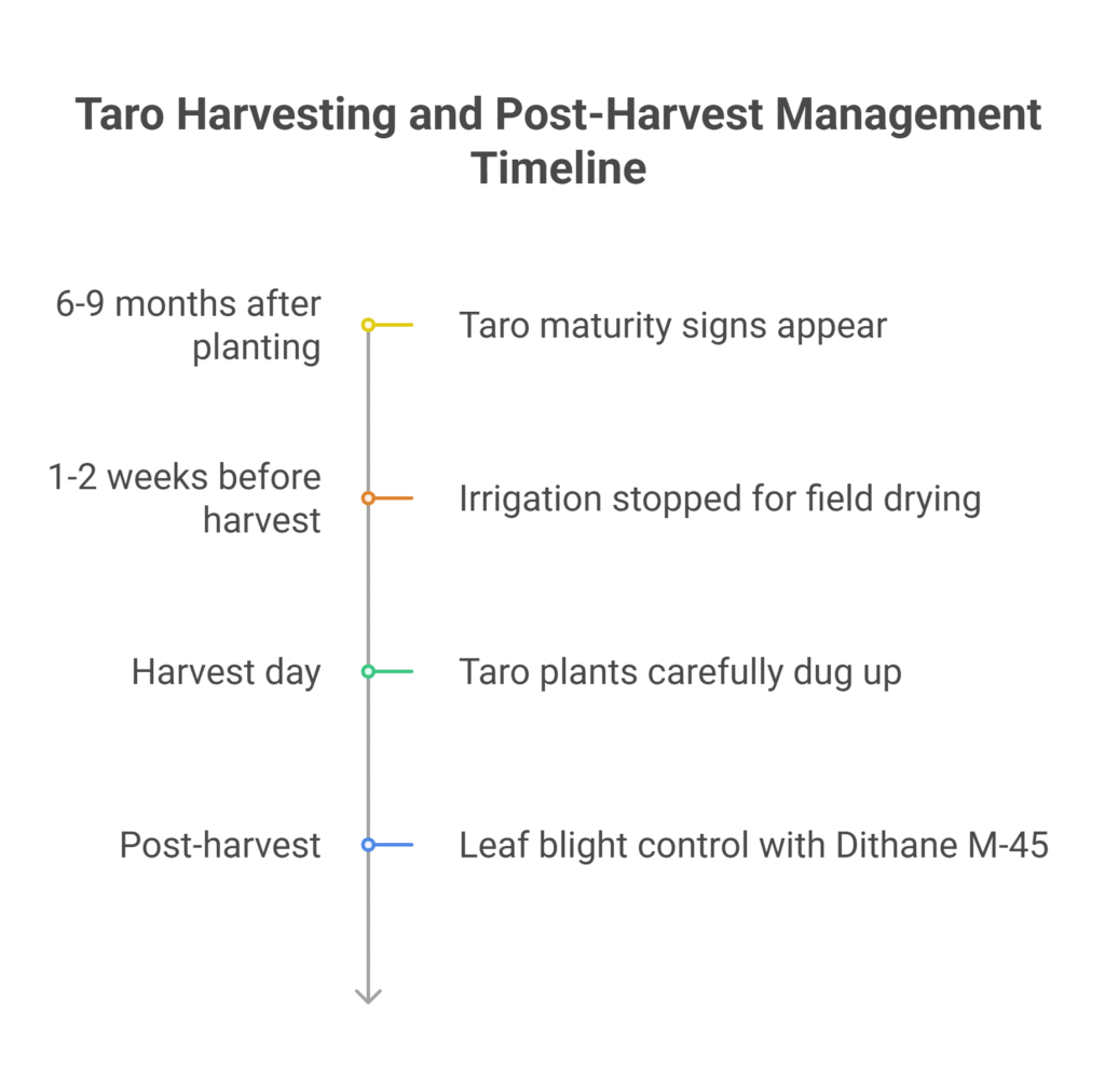 Arum Arvi Farming Profit Per Acre