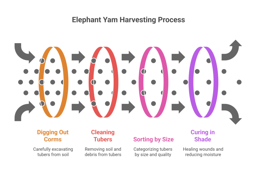 Elephant Foot Yam Farming Profit Per Acre