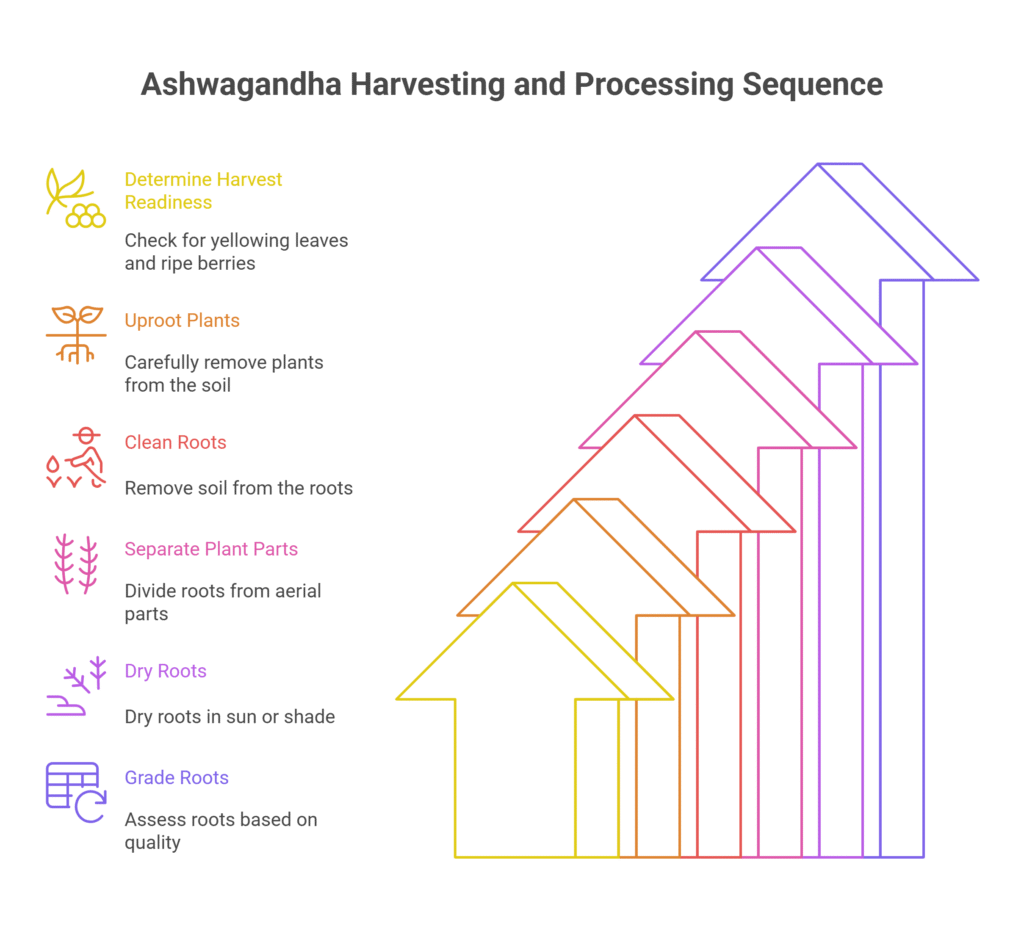Ashwagandha Farming Profit Per Acre