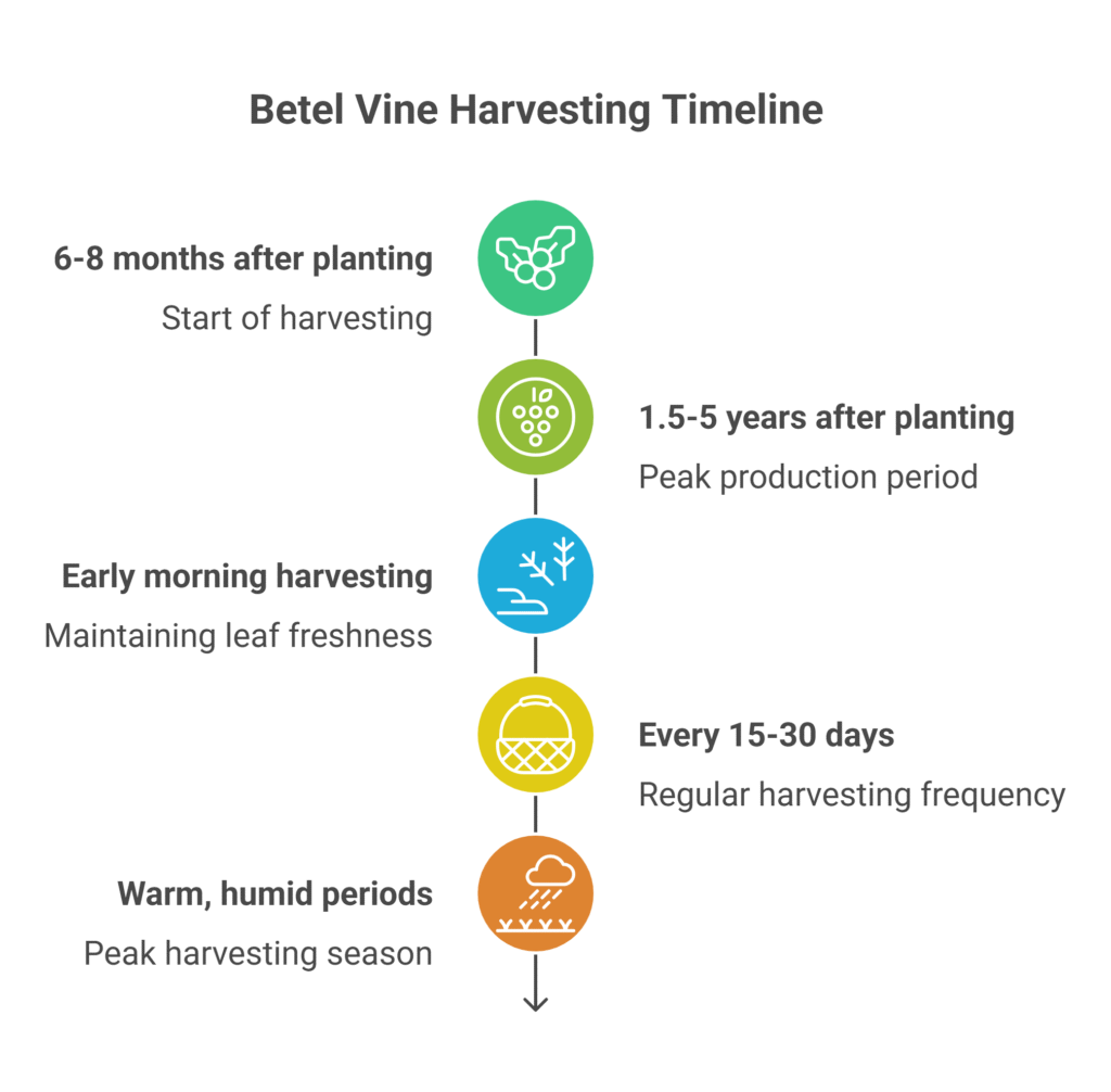 Betel Leaf Farming Profit Per Acre