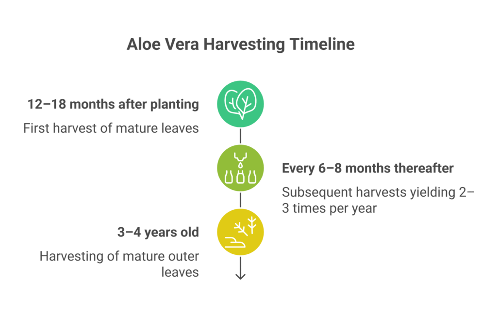 Aloe Vera Farming Profit Per Acre