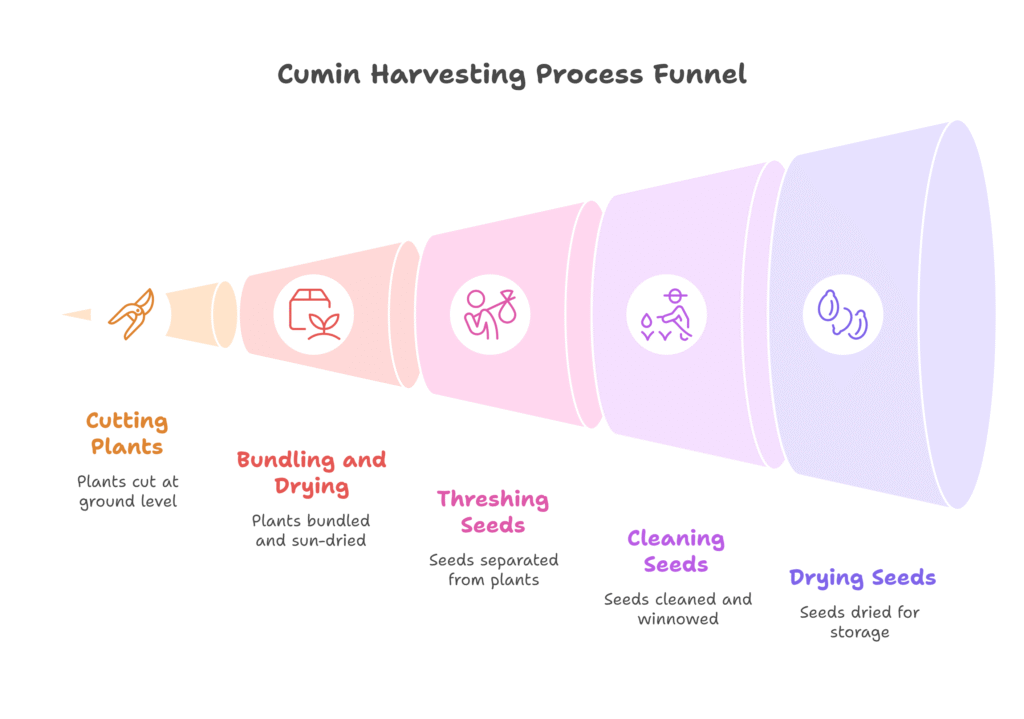 Cumin Farming Profit Per Acre