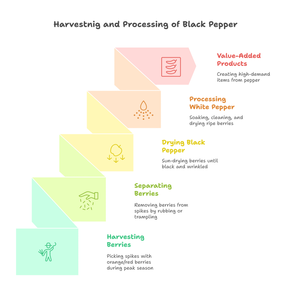 Black Pepper Farming Profit Per Acre