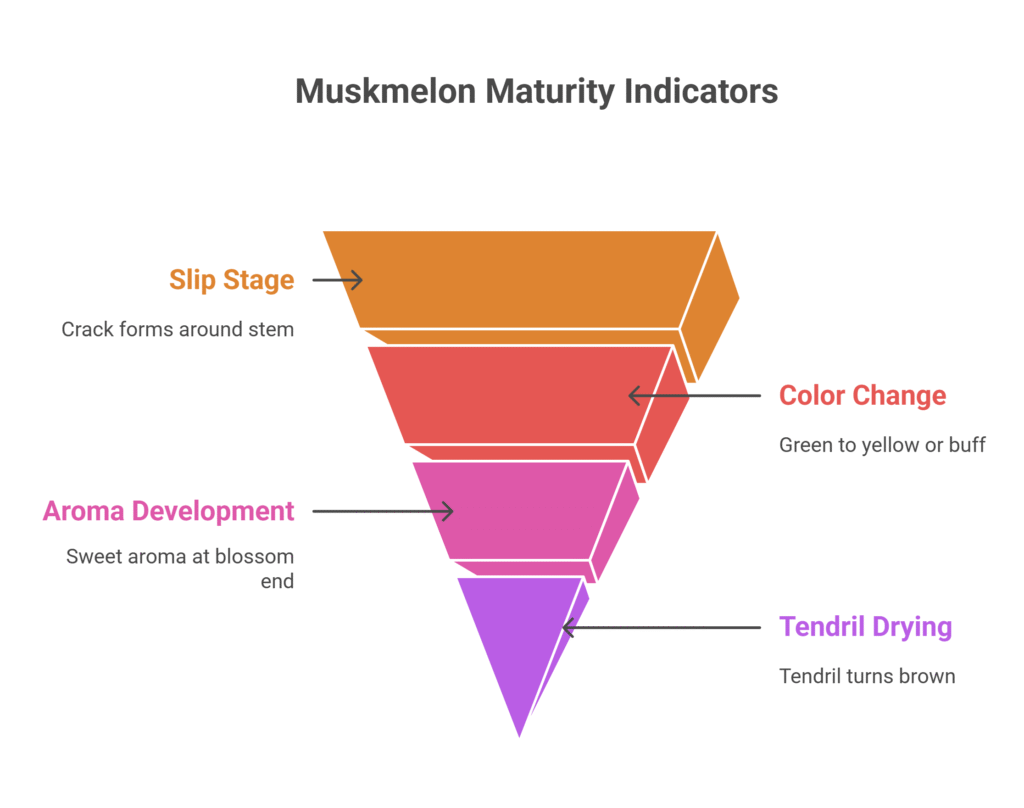 Muskmelon Farming Profit Per Acre