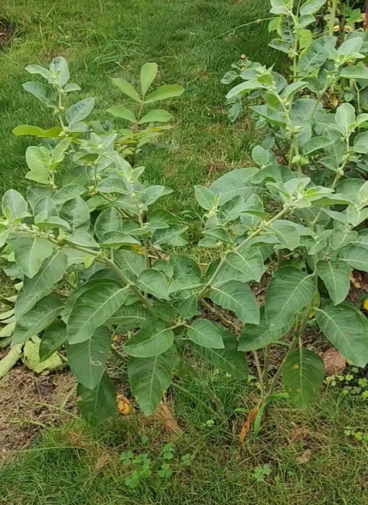 Ashwagandha Farming Profit Per Acre