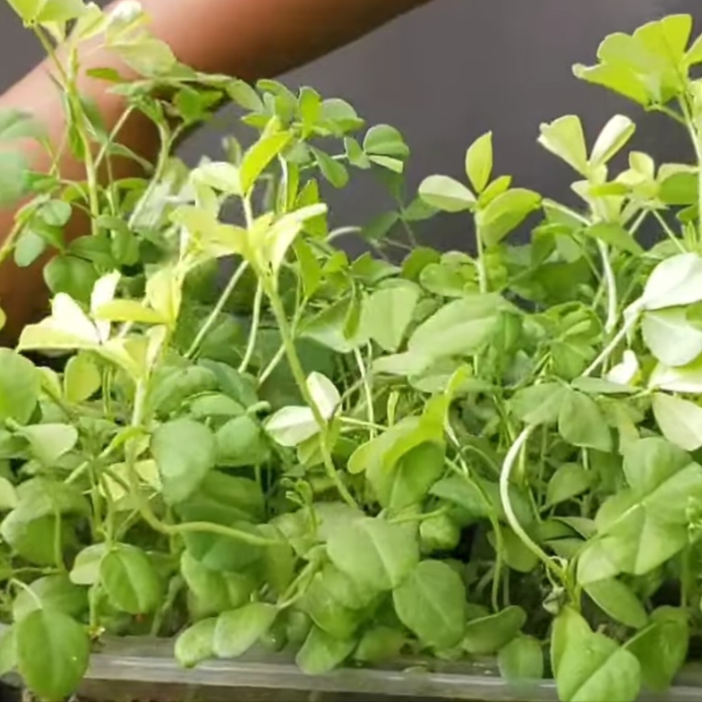 Fenugreek Farming Profit Per Acre