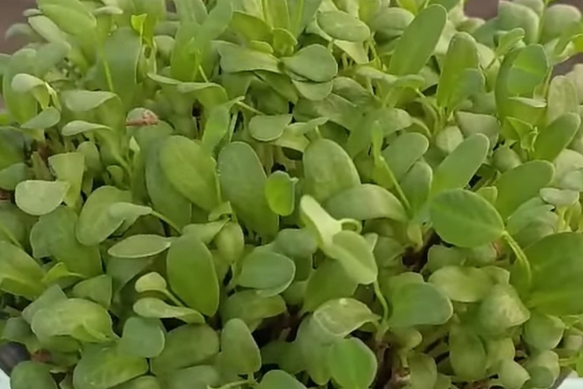 Fenugreek Farming Profit Per Acre