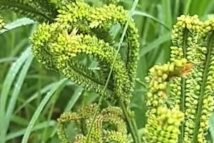 Finger millet Farming Profit Per Acre