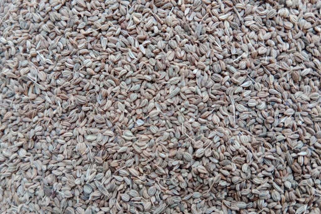Ajwain Farming Profit Per Acre