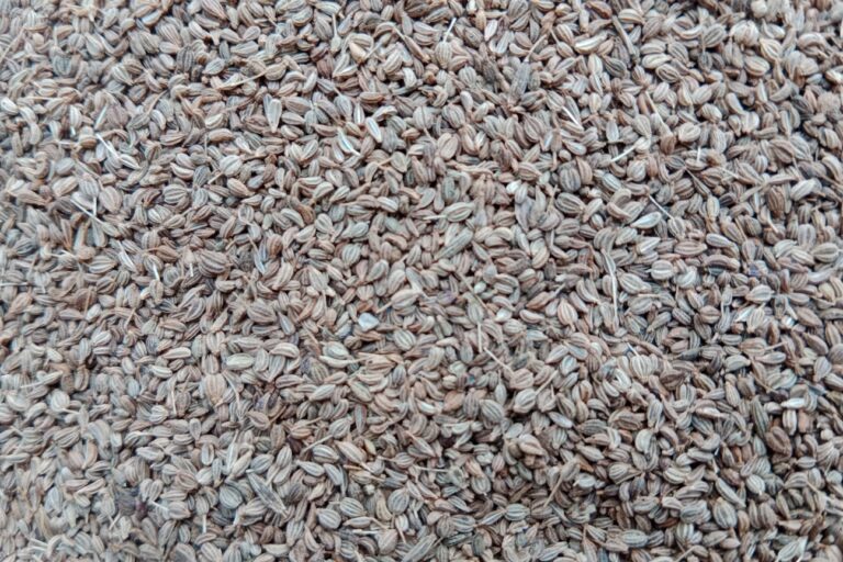 Ajwain Farming Profit Per Acre