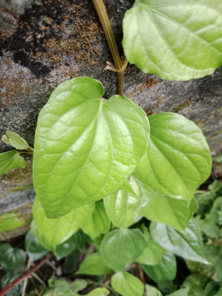 Betel Leaf Farming Profit Per Acre