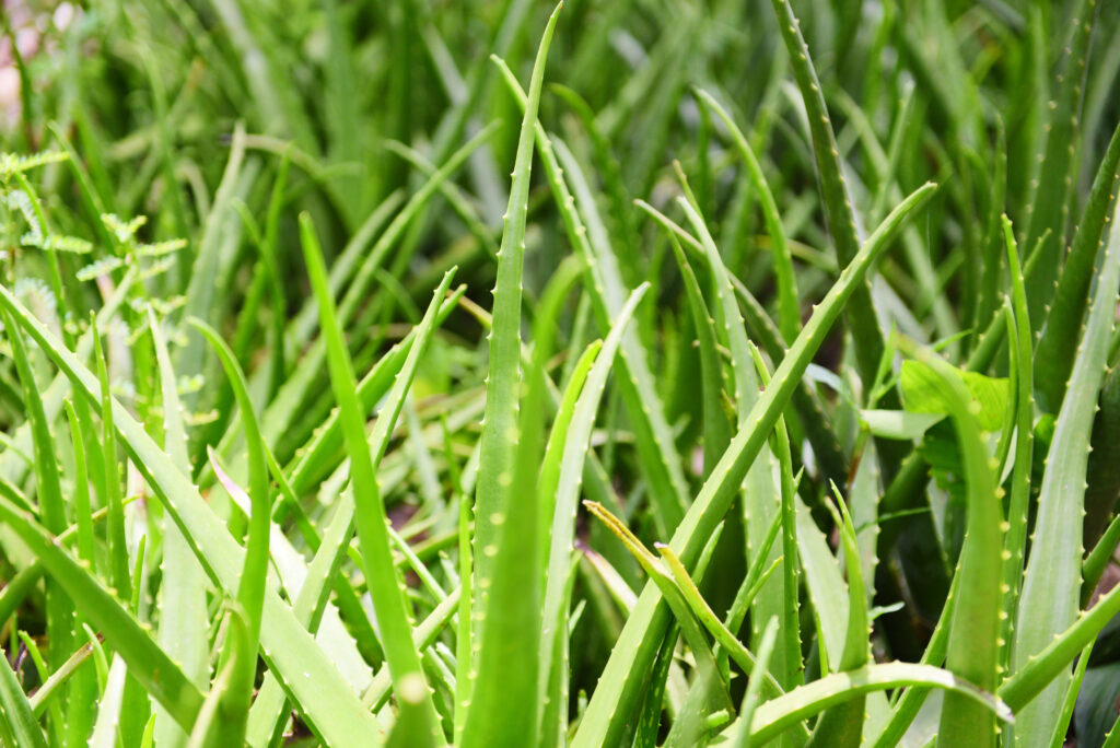 Aloe Vera Farming Profit Per Acre