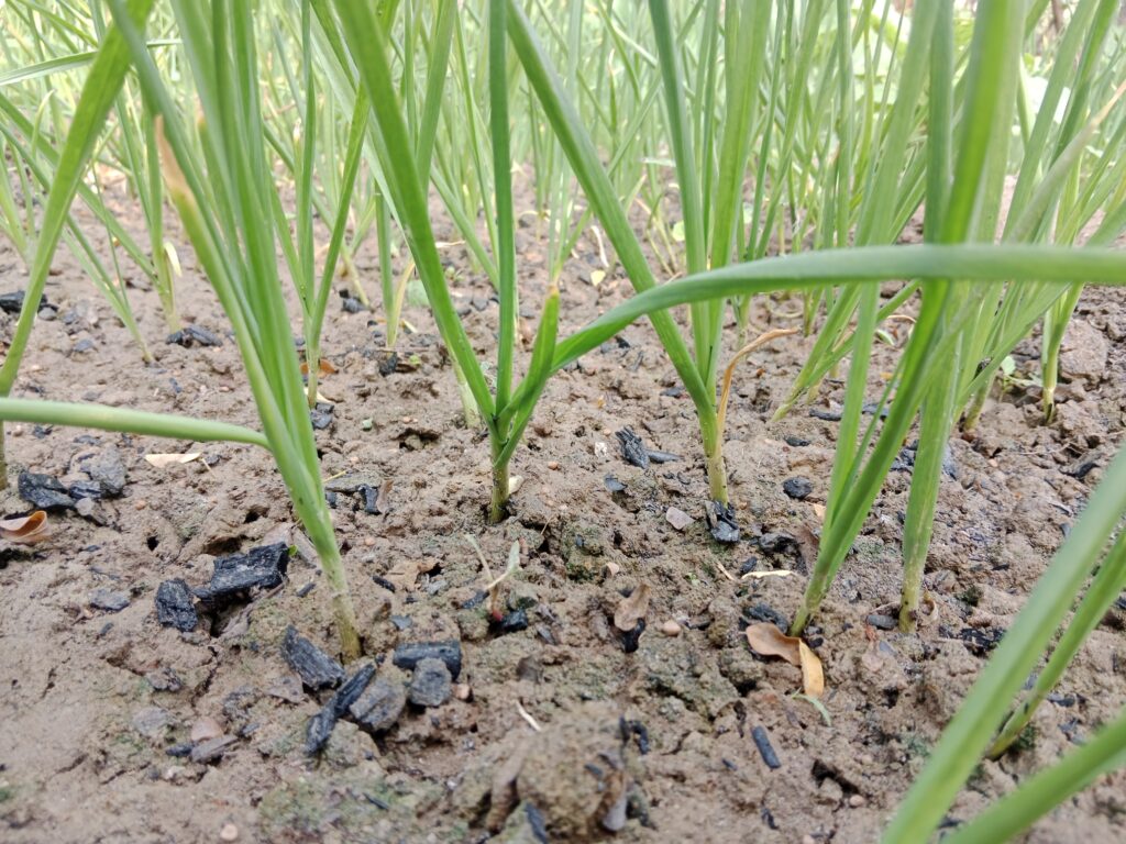 Garlic Farming Profit Per Acre