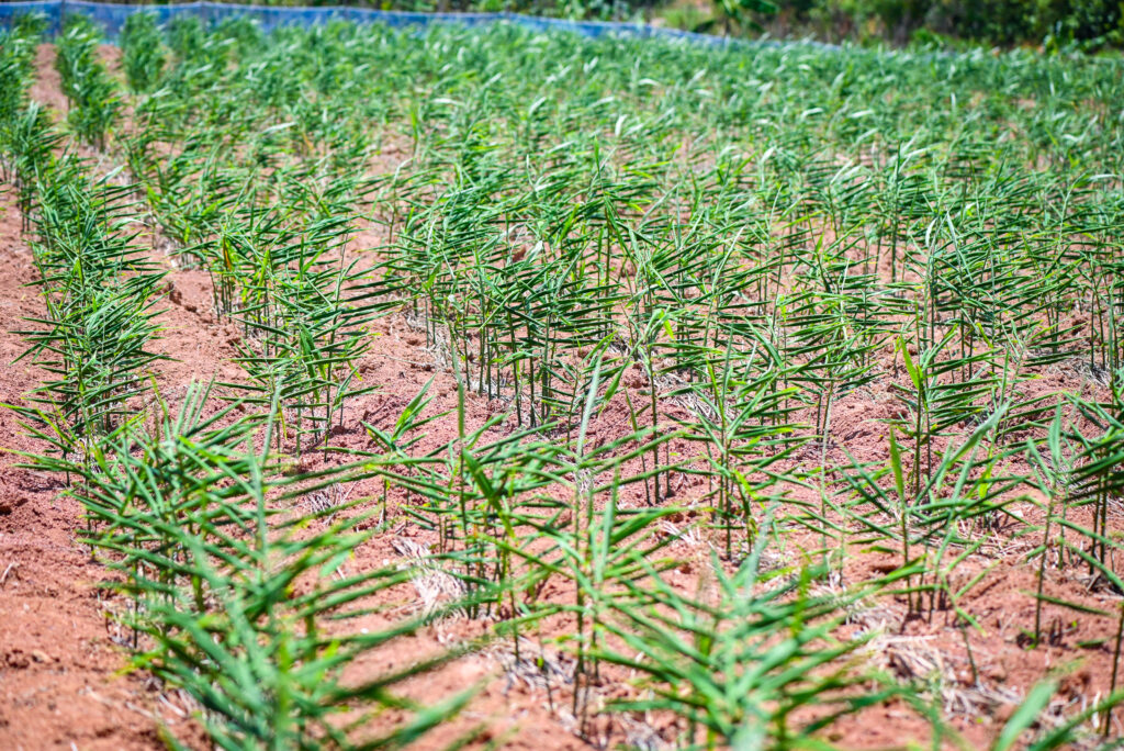 Ginger Farming Profit Per Acre