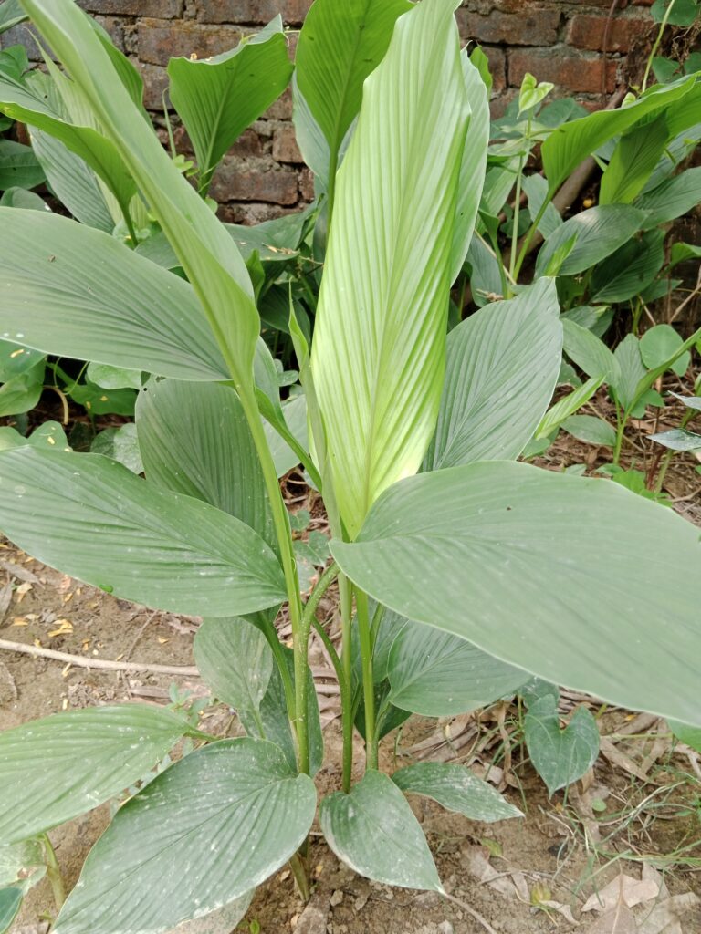 Turmeric Farming Profit Per Acre