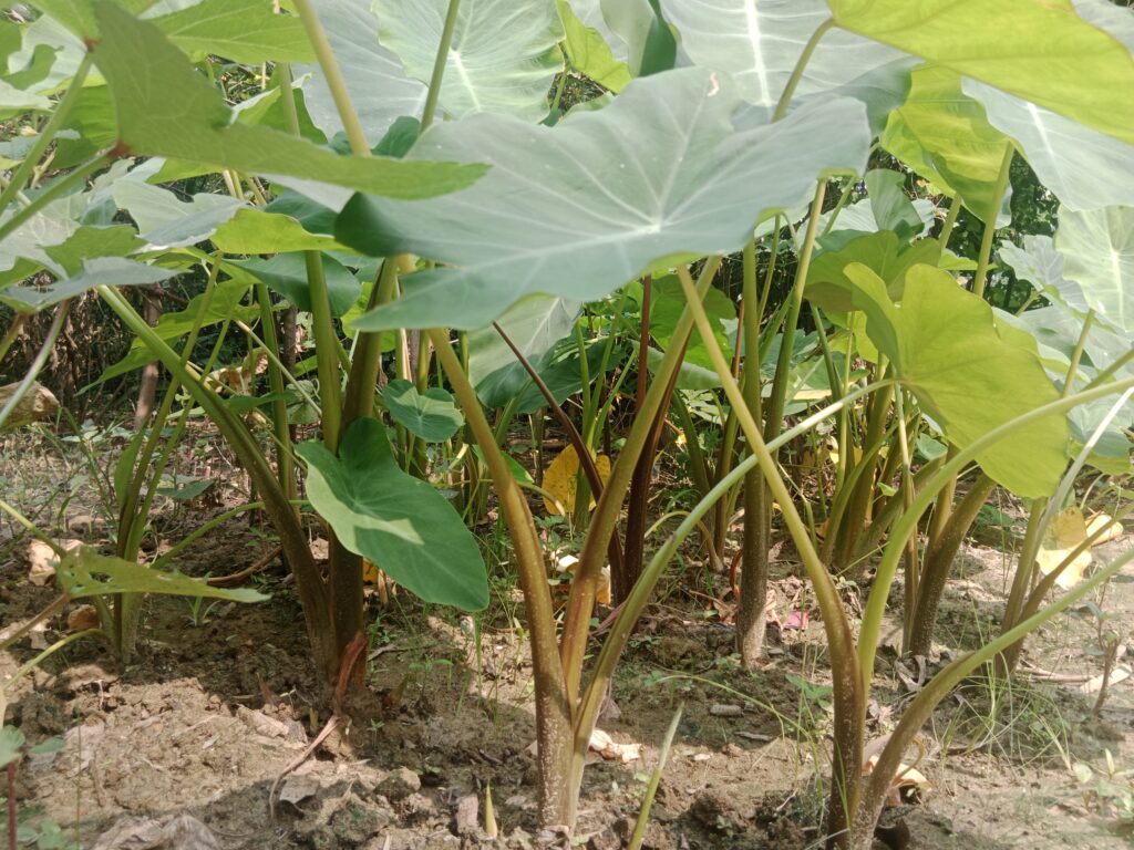 Arum Arvi Farming Profit Per Acre