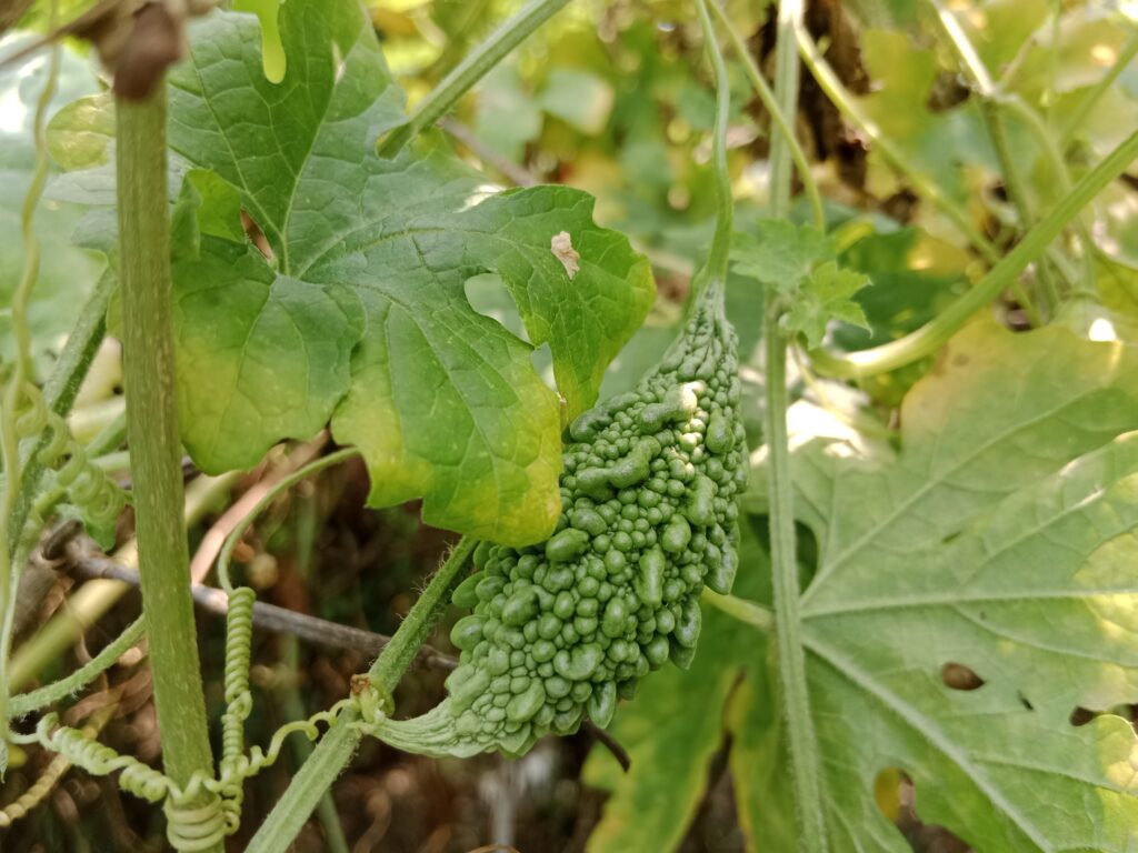 Bitter Gourd Farming Profit Per Acre