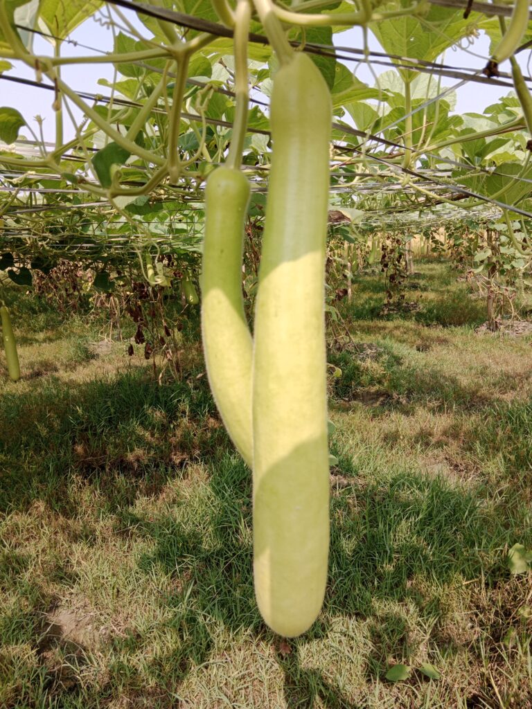 Bottle Gourd Farming Profit Per Acre