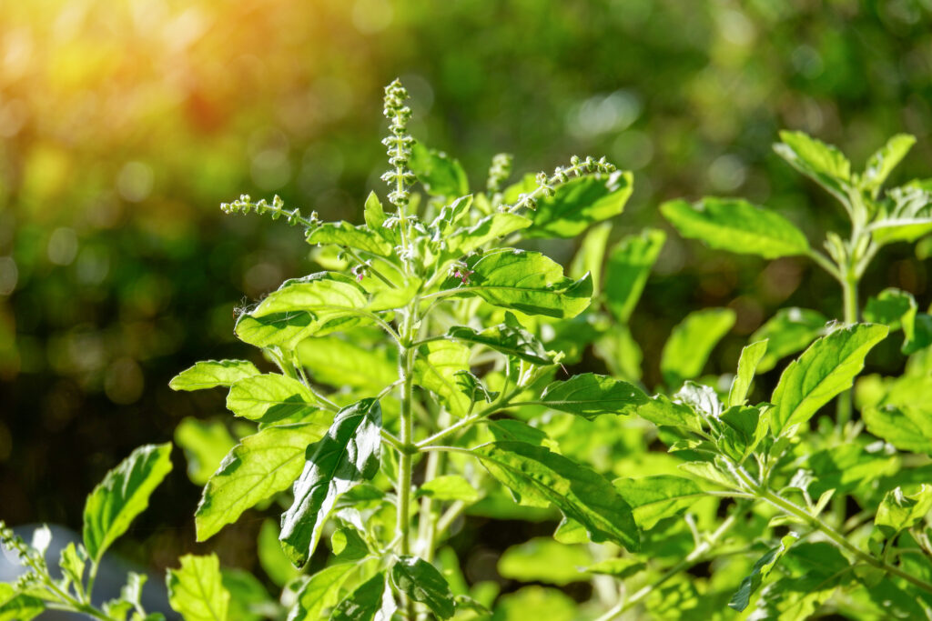 Tulsi Farming Profit Per Acre