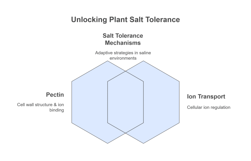 plant salt tolerance through pectin & ion transport