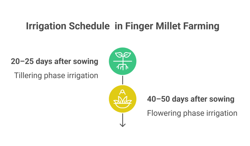 Finger Millet Farming Profit Per Acre (Ragi)