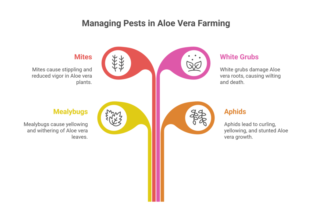 Aloe Vera Farming Profit Per Acre