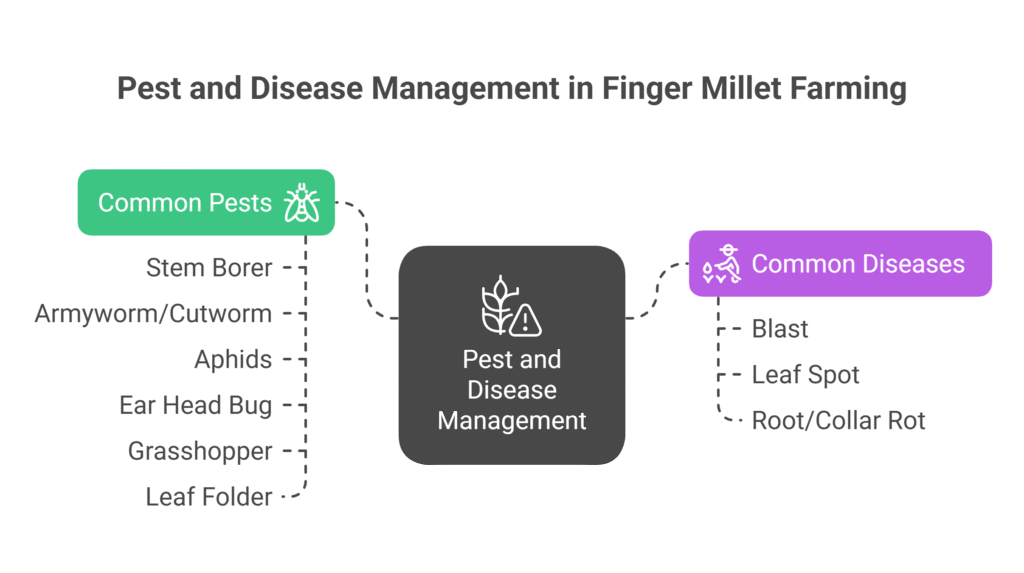 Finger Millet Farming Profit Per Acre (Ragi)