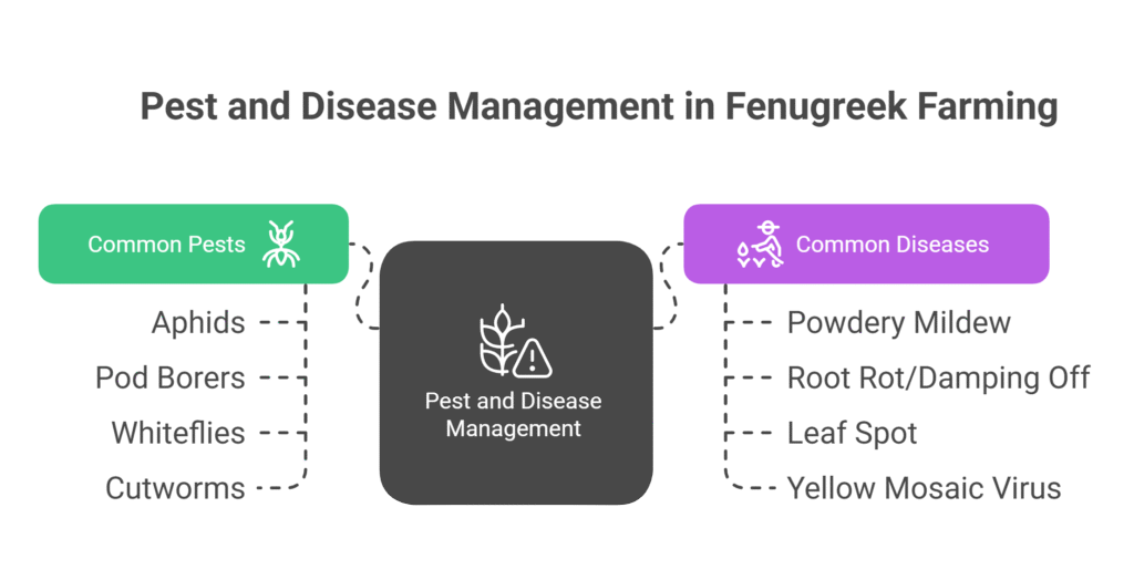 Fenugreek Farming Profit Per Acre