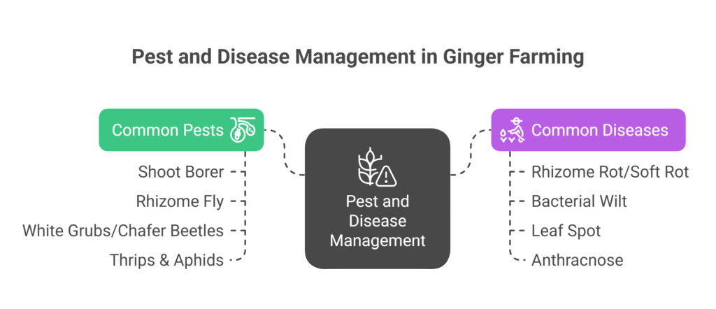 Ginger Farming Profit Per Acre