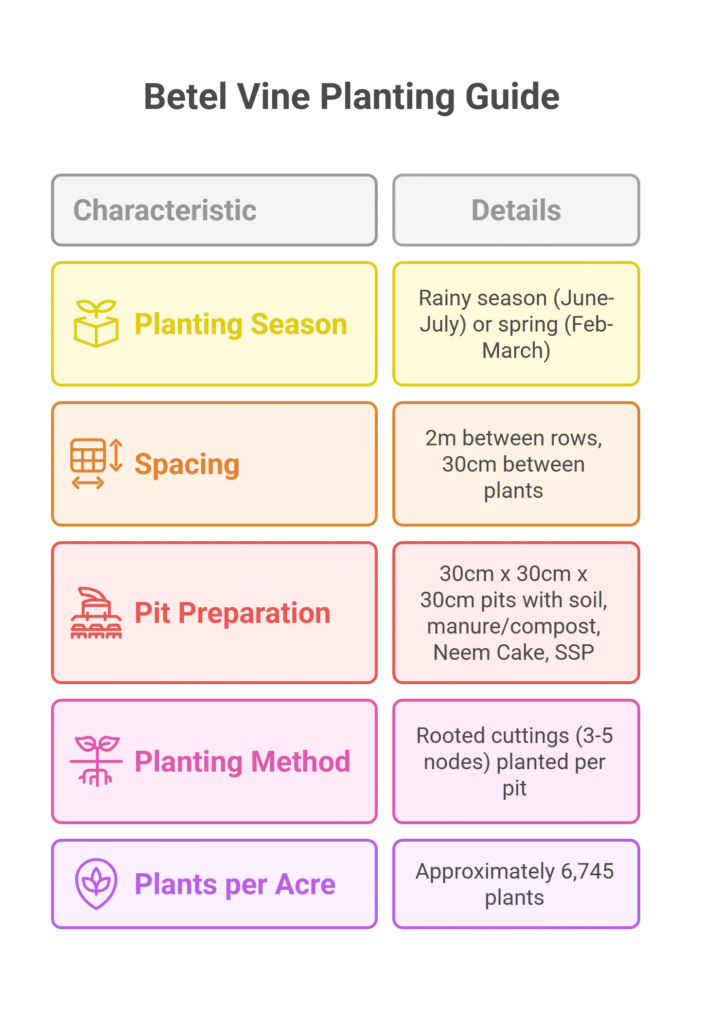 Betel Leaf Farming Profit Per Acre