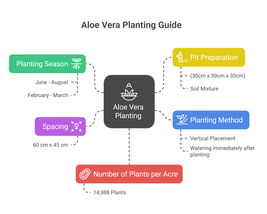 Aloe Vera Farming Profit Per Acre